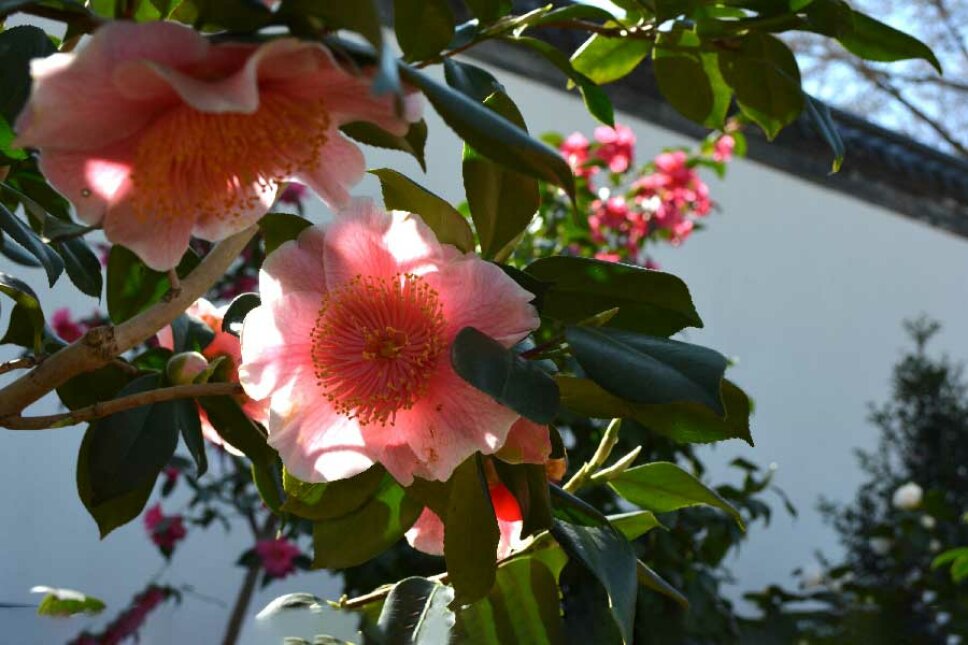 Kamelientage-luisenpark